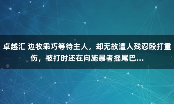 卓越汇 边牧乖巧等待主人，却无故遭人残忍殴打重伤，被打时还在向施暴者摇尾巴...